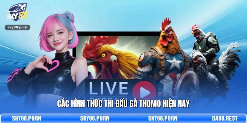 Các hình thức thi đấu gà Thomo hiện nay