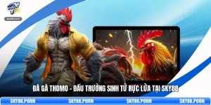Đá Gà Thomo – Đấu Trường Sinh Tử Rực Lửa Tại SKY88